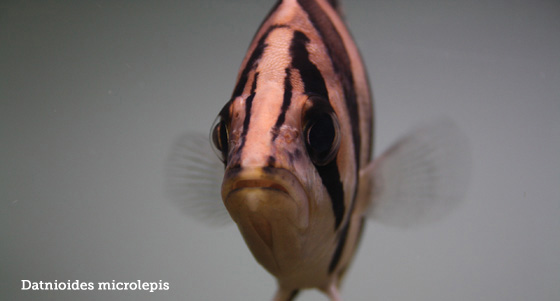 tigerfisk